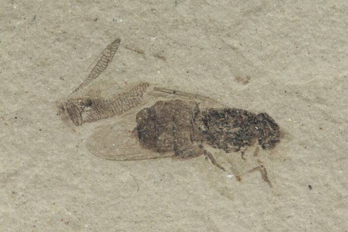 Fossil March Fly (Diptera) - Green River Formation #213332